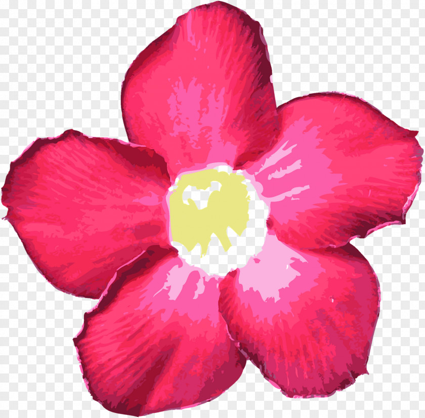 Red Flowers Petal Flower Mallows PNG