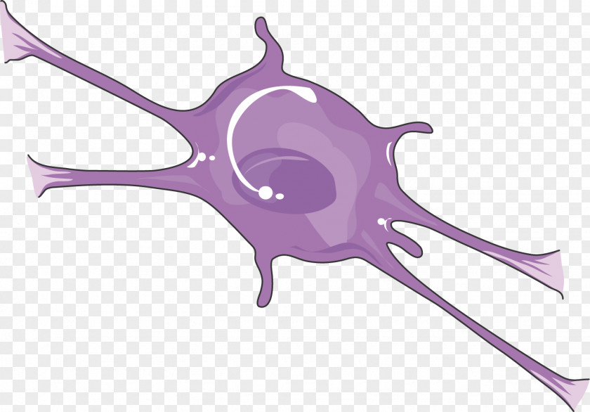 Brain Central Nervous System Cell Spinal Cord PNG