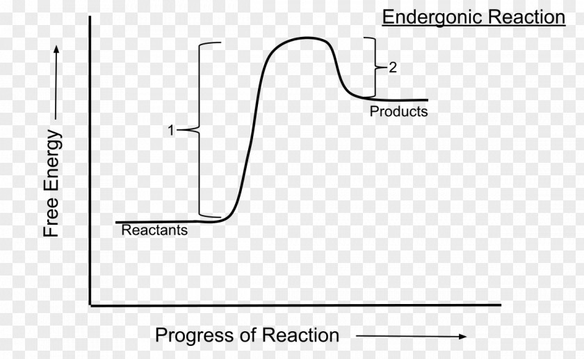 Energy Endergonic Reaction Activation Chemical Photosynthesis PNG