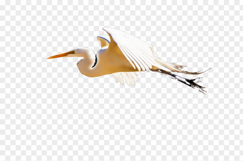 Feather PNG