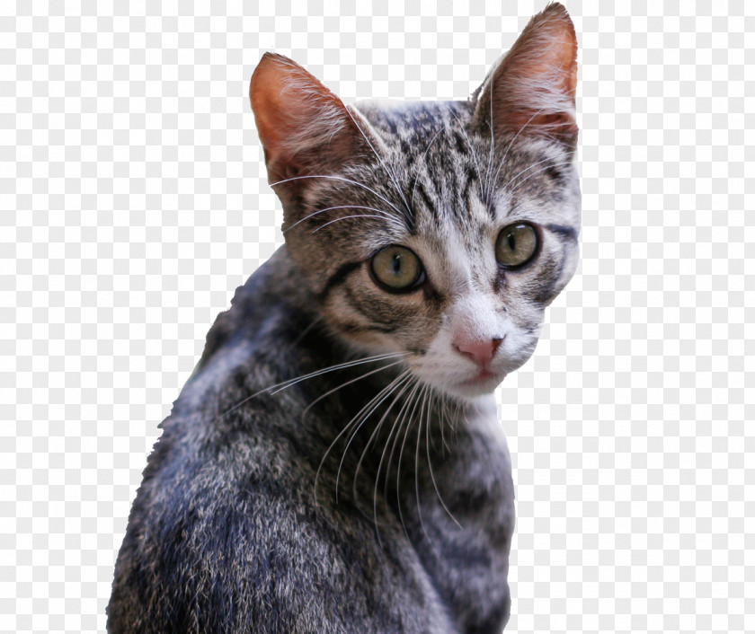 Kitten Felidae Birman Siamese Cat Tabby PNG
