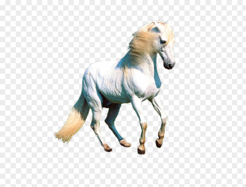 Unicorn Horse Pegasus Desktop Wallpaper PNG