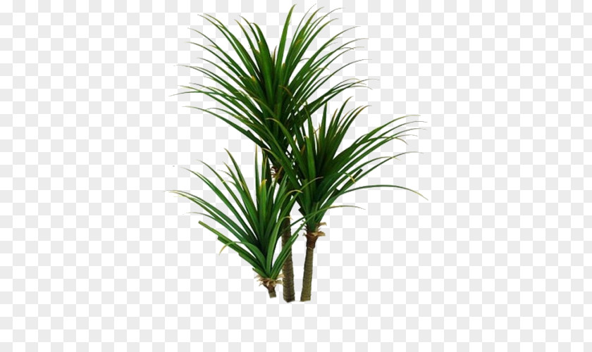 Brush Houseplant Arecaceae Spineless Yucca Plant Stem PNG