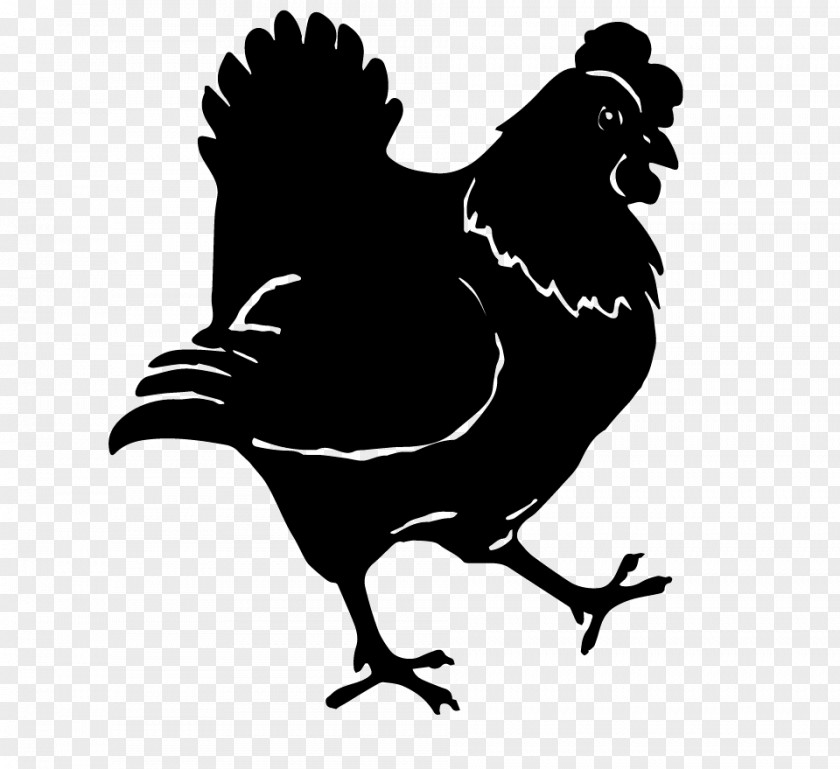 Chicken Rooster Hen Garden Poule Pondeuse PNG