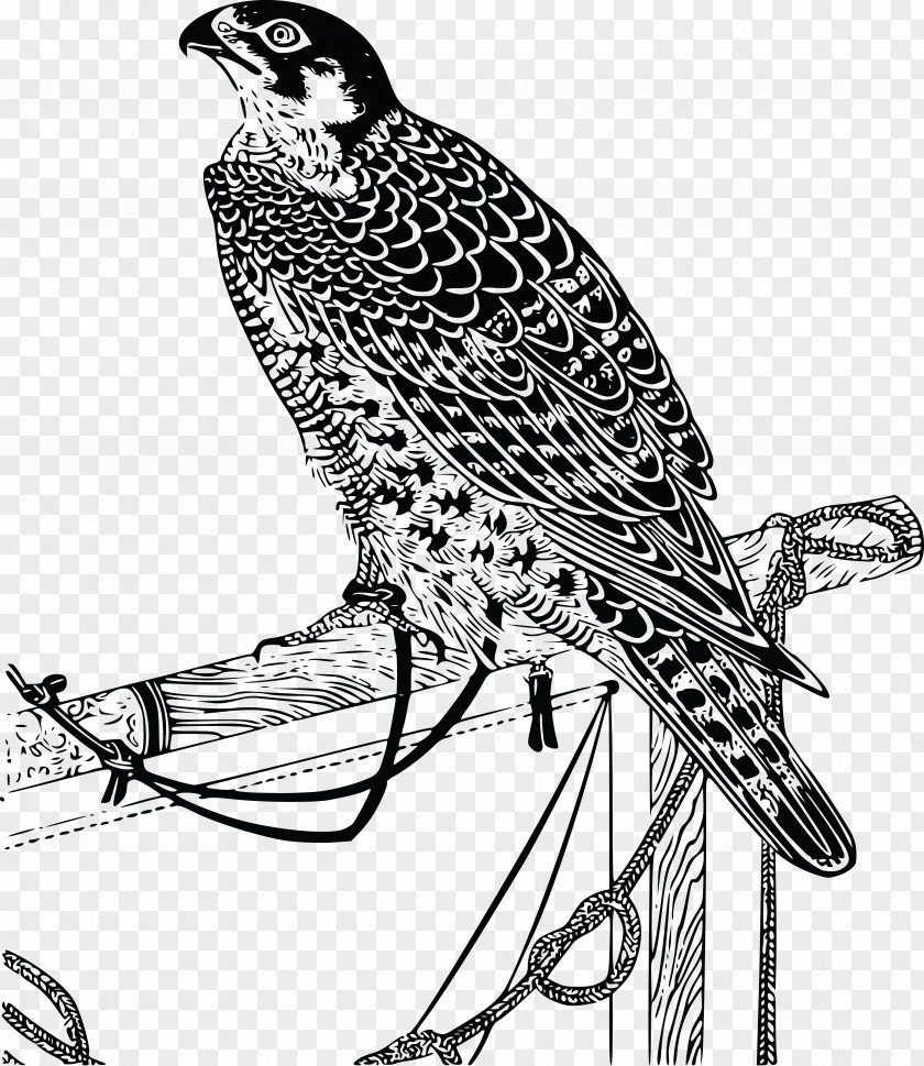 Falcon Bird Drawing Clip Art PNG