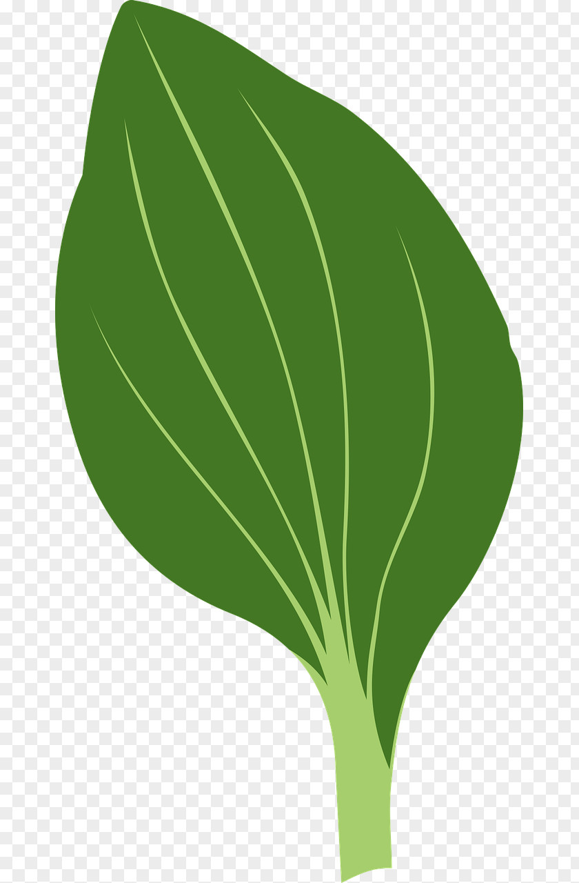 Green Leaves Drawing Leaf Clip Art PNG