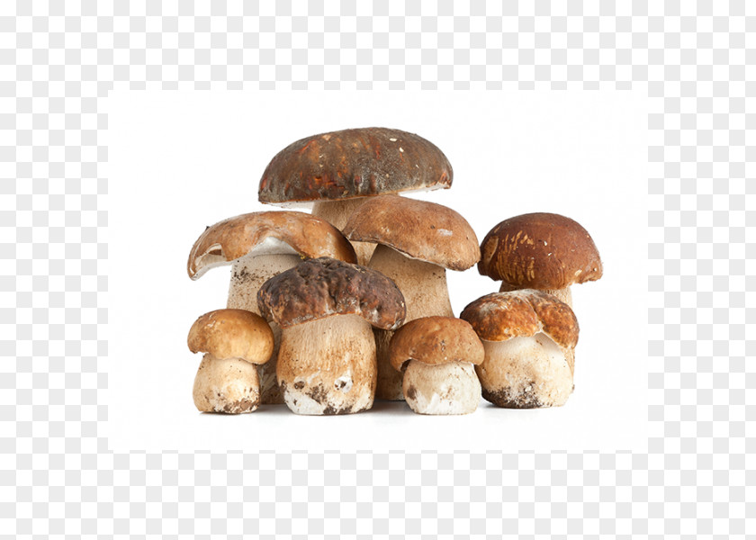 Mushroom Boletus Edulis Edible Fungus Desktop Wallpaper PNG