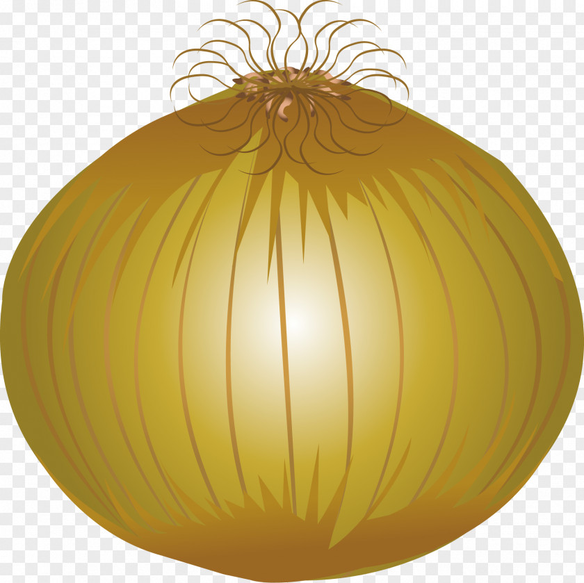 Onion Vector Garlic Cartoon Download PNG