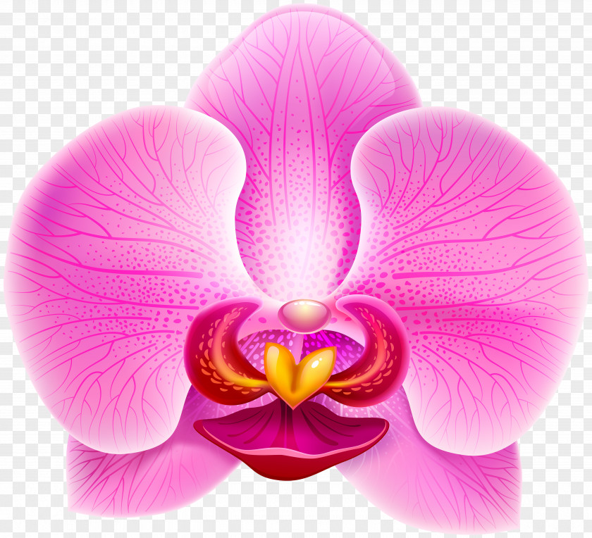 Pink Orchid Clip Art Image PNG