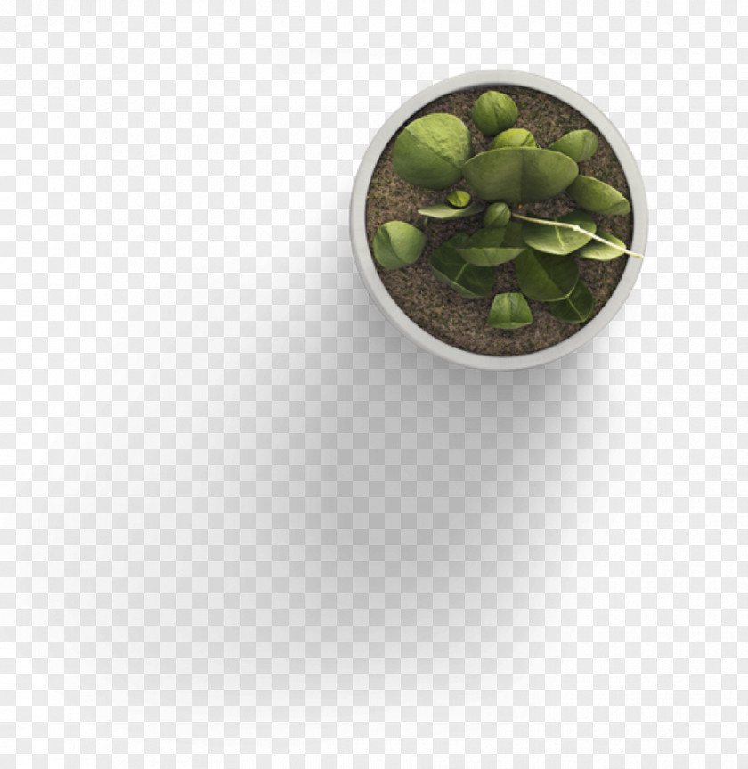 Plant Template User Interface PNG
