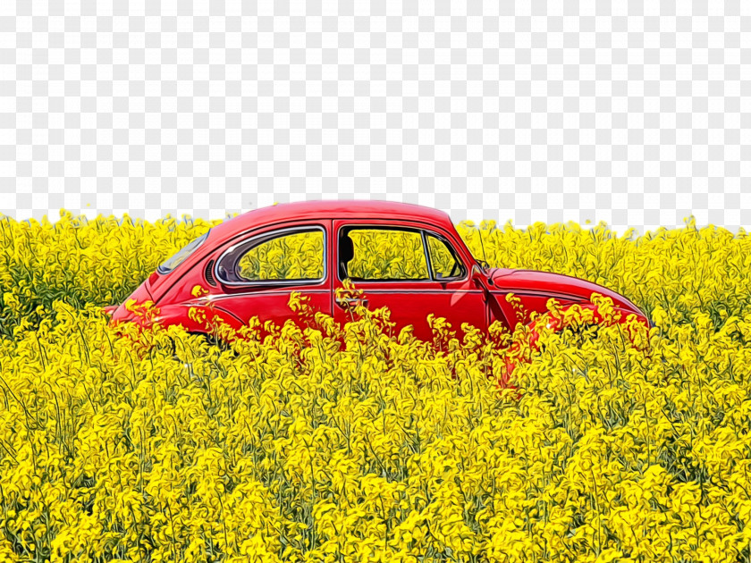 Rapeseed Oil Car Yellow Landscape Flower PNG