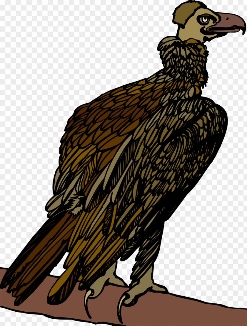 Vulture Bird Of Prey Beak Eagle PNG