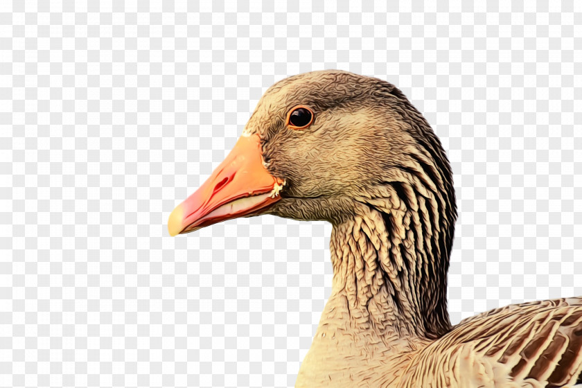 Bird Beak Water Duck Ducks, Geese And Swans PNG