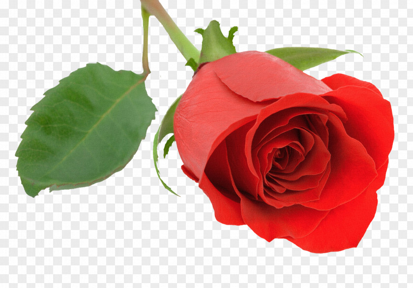 Burgundy Malayalam Desktop Wallpaper Rose Valentine's Day PNG