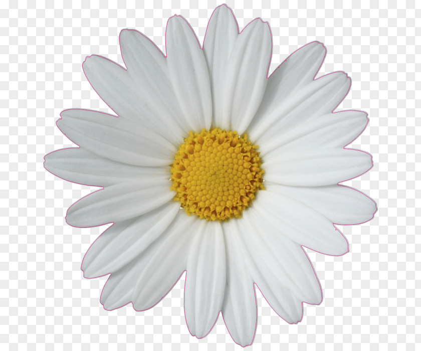 Daisy Common Flower Clip Art PNG