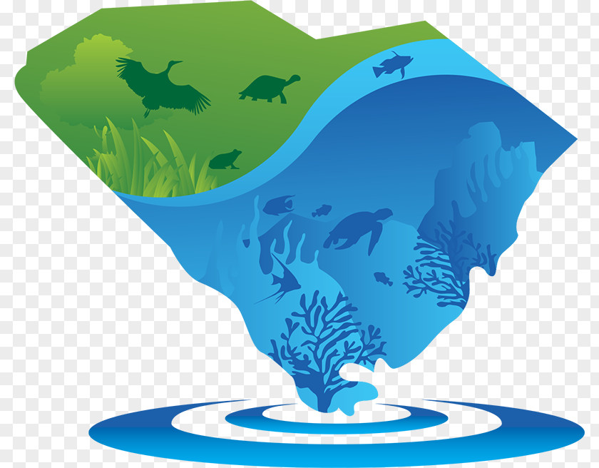 Environmental Group Marine Mammal Biology Organism Water PNG