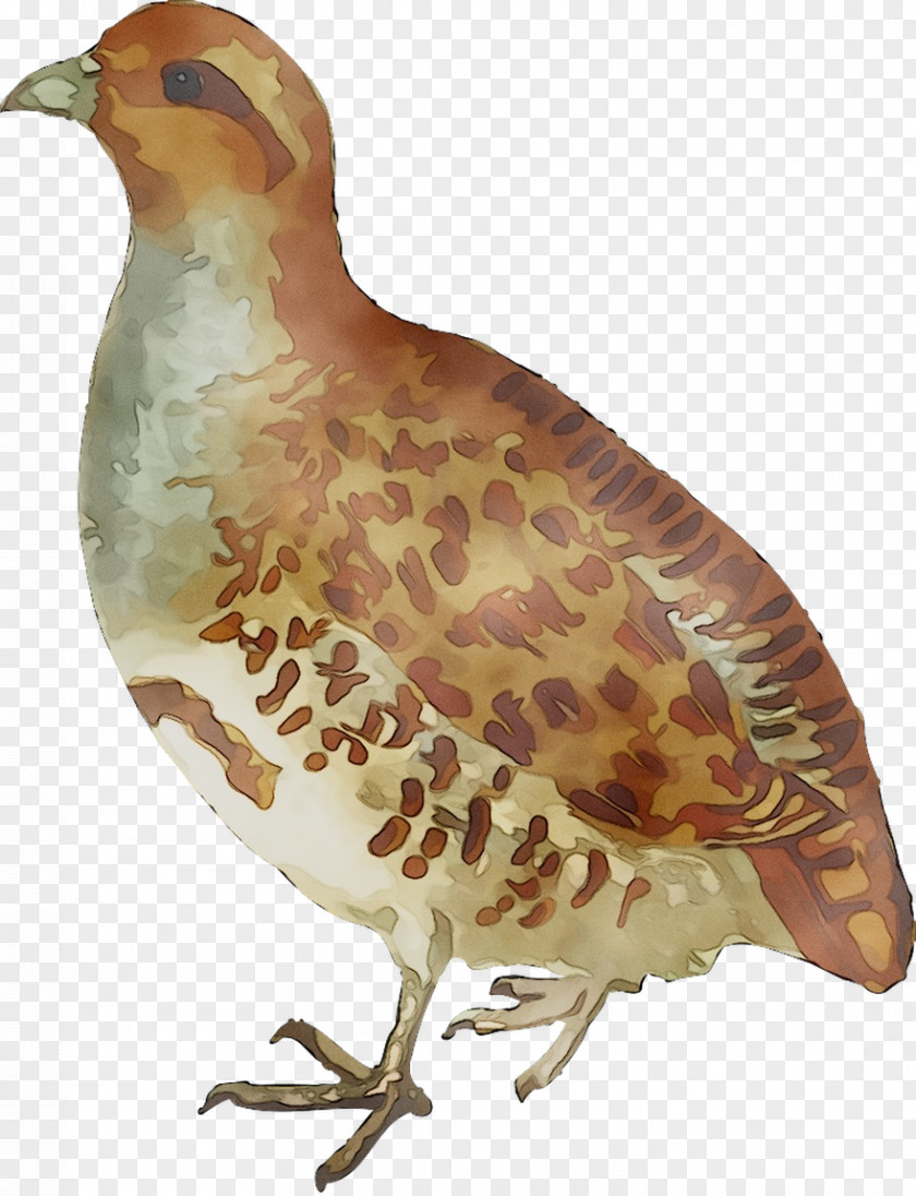 Grey Partridge Clip Art Bird Openclipart PNG