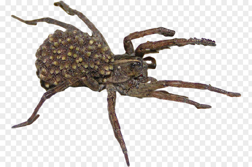 Orb Weaver Spider Wolf Goliath Birdeater Orb-weaver Spiders Web PNG