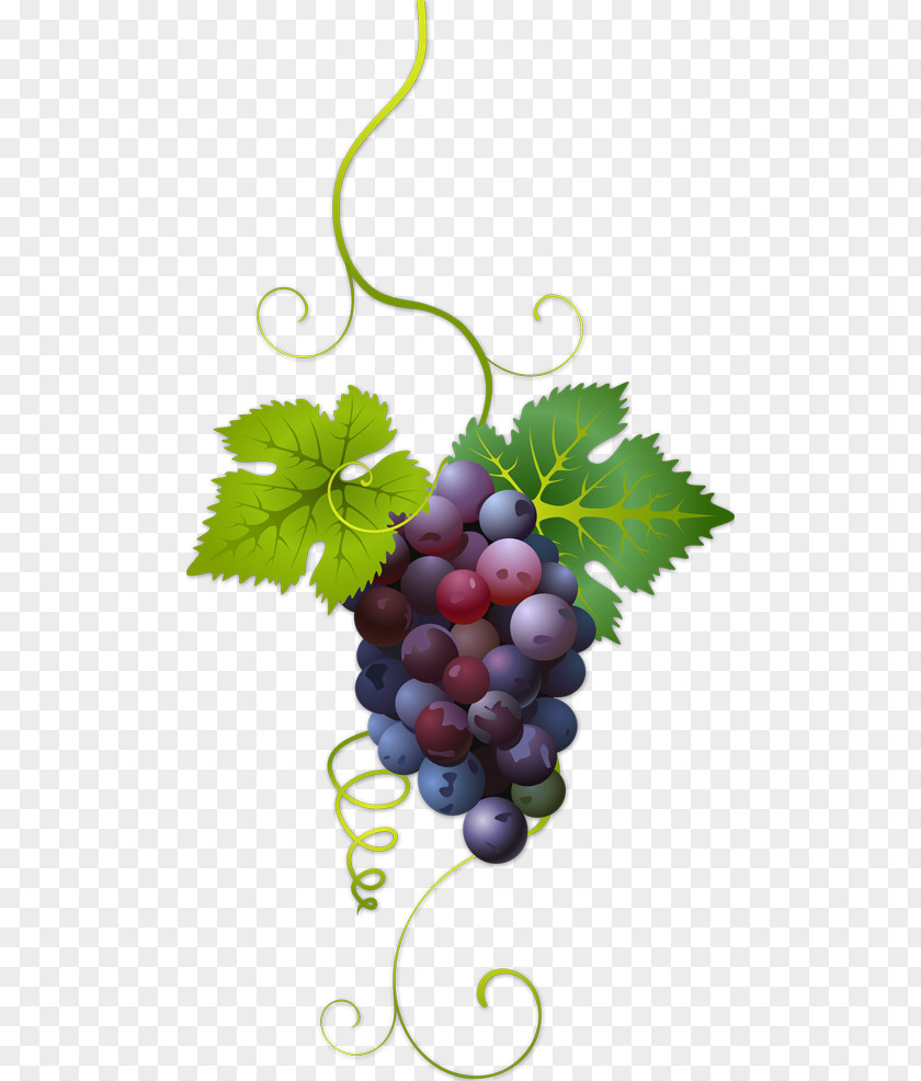 Wine Common Grape Vine PNG