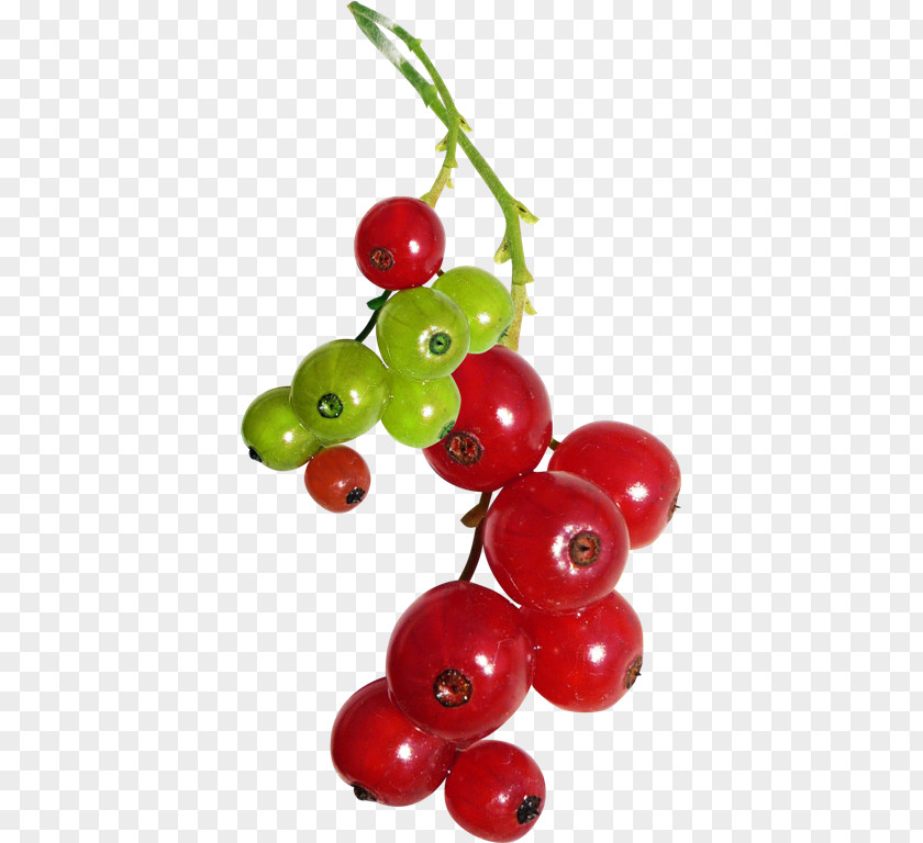 Currant Berries Clip Art Fruit Image PNG