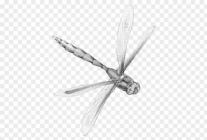 Dragonfly Insect Animal Magic Poems Poetry PNG