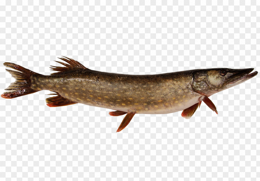 Fish Salmon Northern Pike Products Lobster PNG