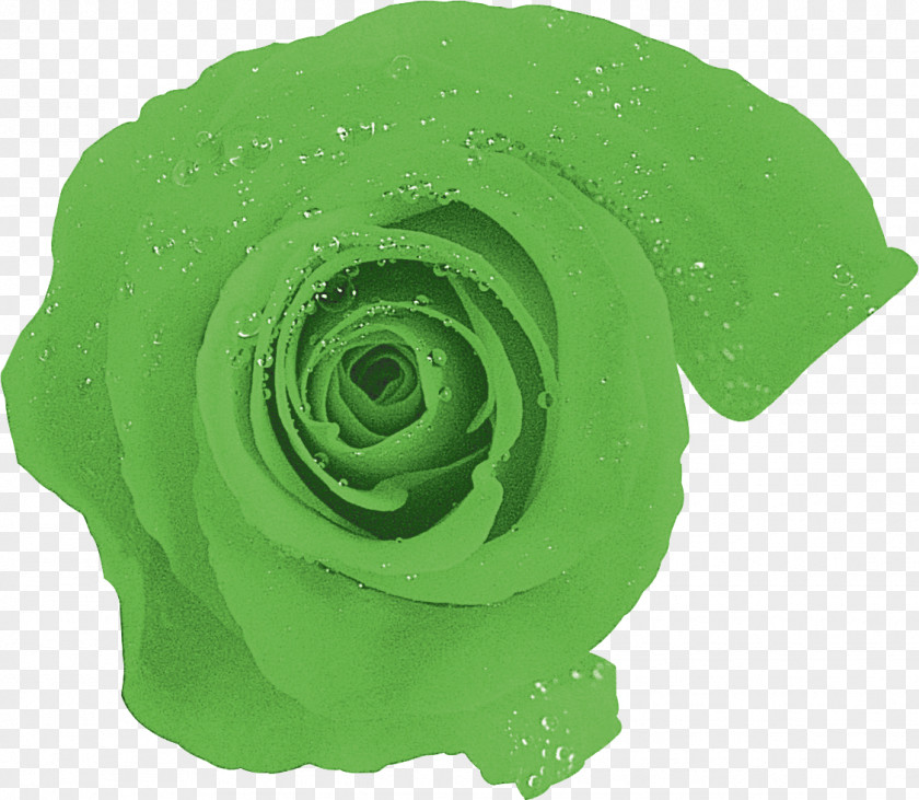 Rose Garden Roses Rosaceae Flower Petal PNG