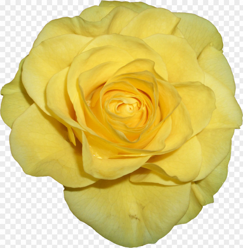 Yellow Rose Garden Roses Cabbage Floribunda PNG