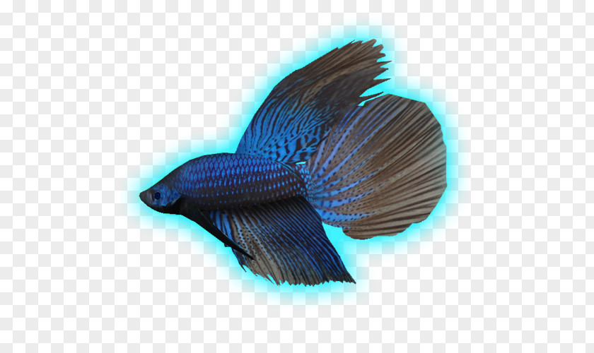 Beta Fish Marine Biology Fauna Tail PNG