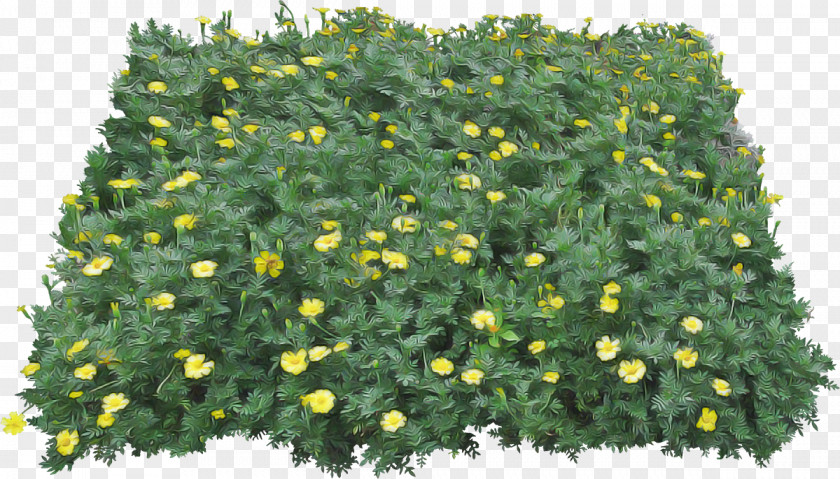 Cinquefoil Herbaceous Plant Flower Flowering Shrub Tree PNG