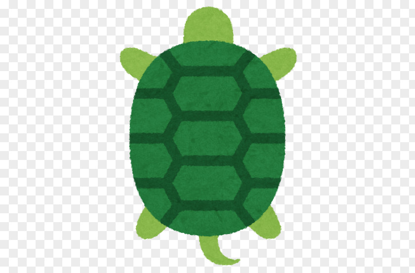 Design Tortoise PNG