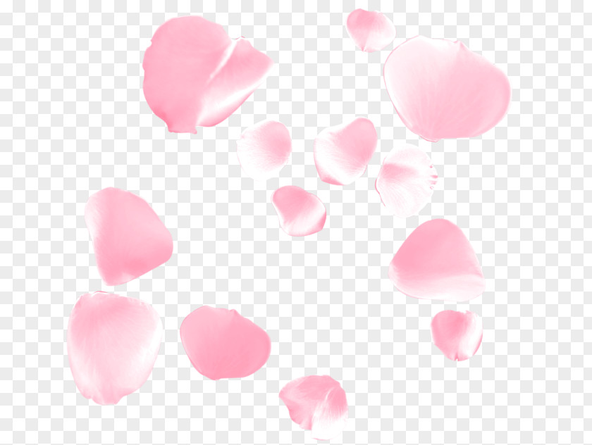 Flower Petal Beach Rose Google Images PNG