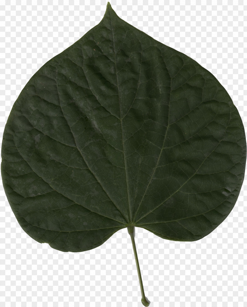 Leaf Eastern Redbud Cercis Chinensis Siliquastrum Tree PNG