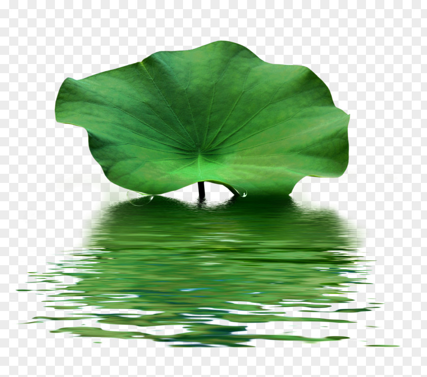 Leaf Nelumbo Nucifera Lotus Effect Creative Watercolor PNG