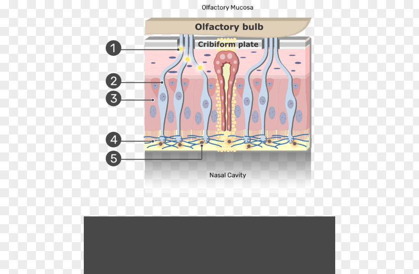 Nasal Epithelial Cells Olfactory Mucosa Mucous Membrane Nerve Olfaction Epithelium PNG