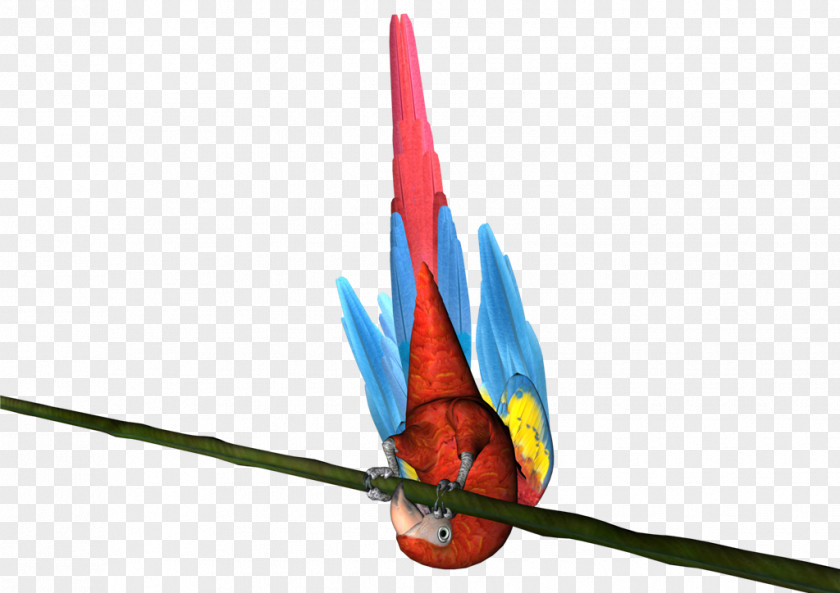 Perroquet Macaw PNG
