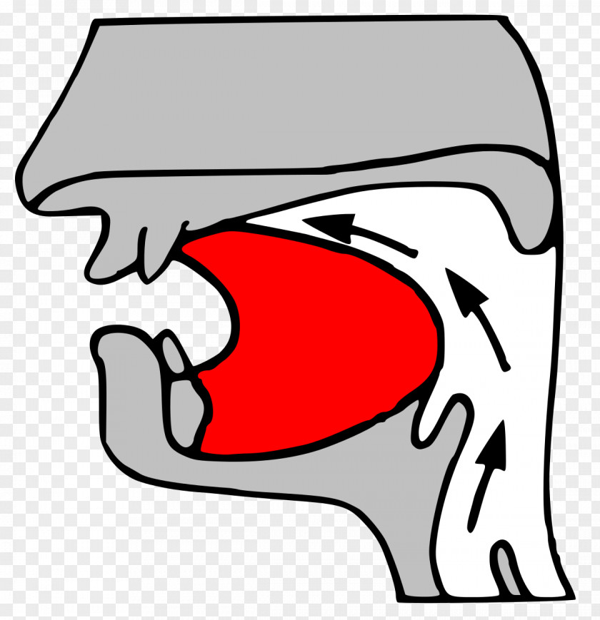 Retroflex Consonant Alveolar Apical Place Of Articulation Velar PNG