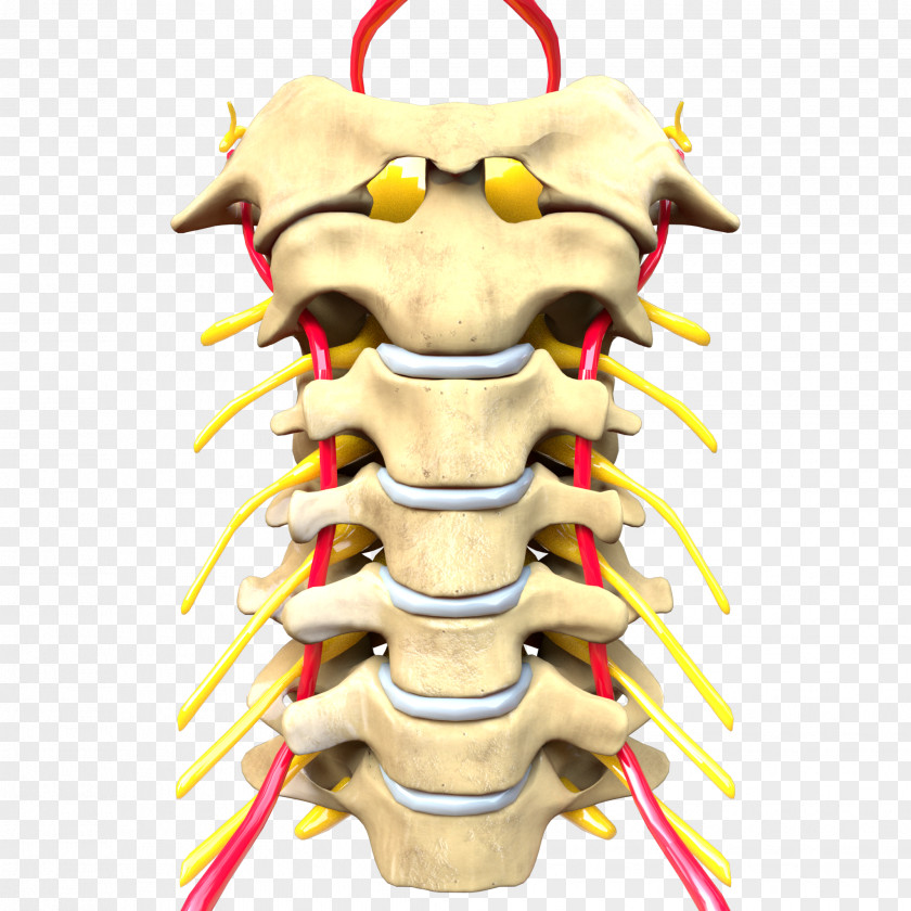 Spine Vertebrae Vertebral Column Cervical Central Nervous System Vertebra Prominens PNG