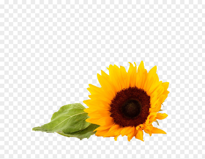 Sunflower Common Light Wallpaper PNG