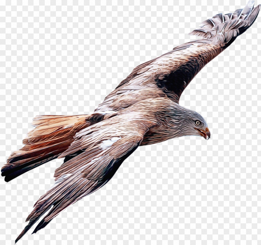 Wing Claw Eagle Drawing PNG