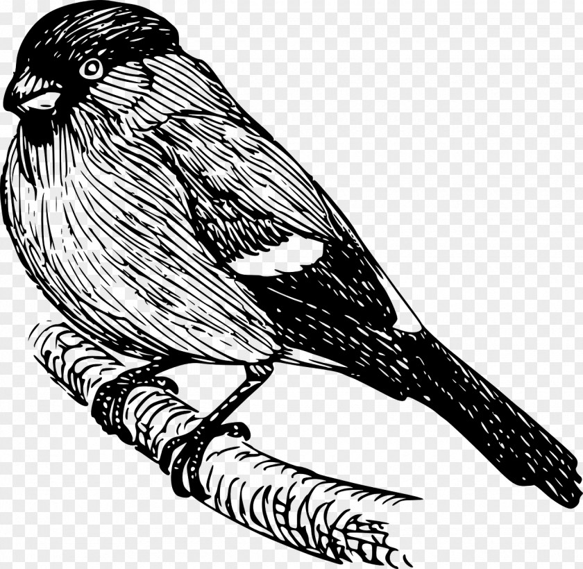 Falconiformes Bobolink Bird Line Drawing PNG