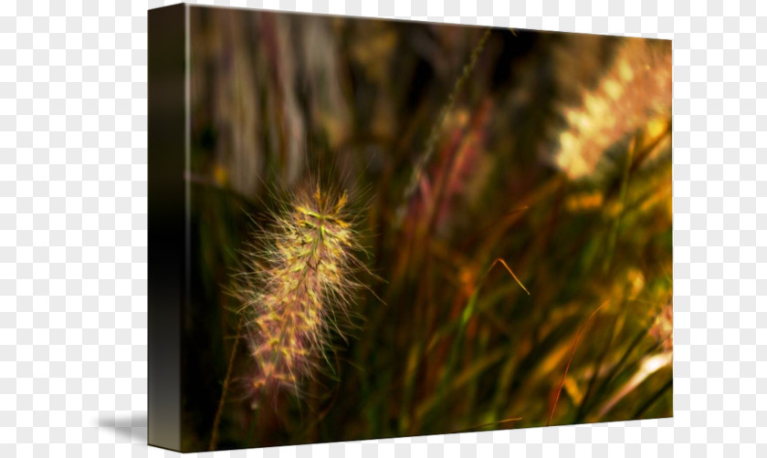 Grasses Close-up Family PNG