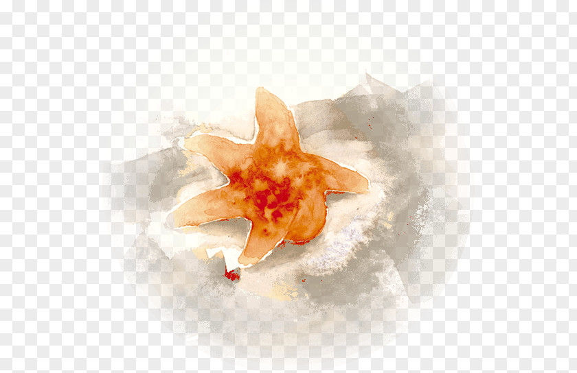 Sea Star Seashell Conch PNG