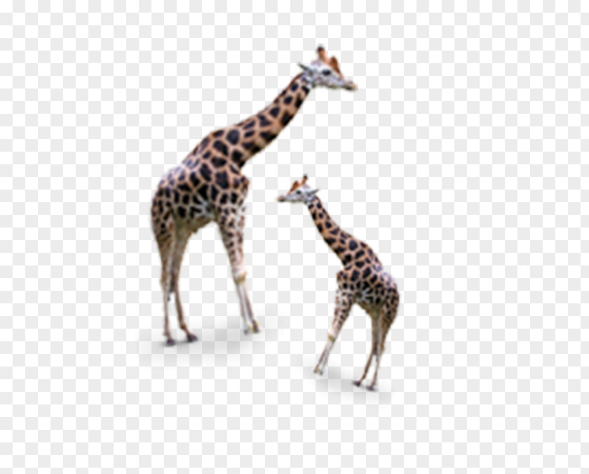 Size Giraffe Google Images Icon PNG
