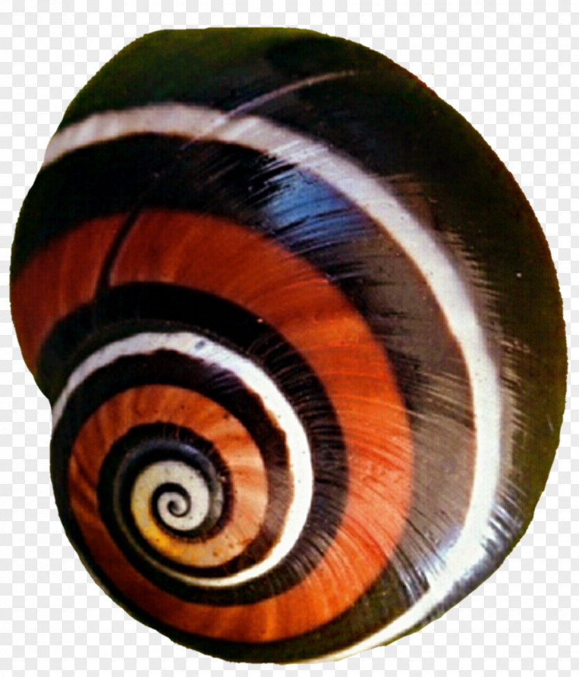 Snail Gastropods Invertebrate Spiral Slug PNG