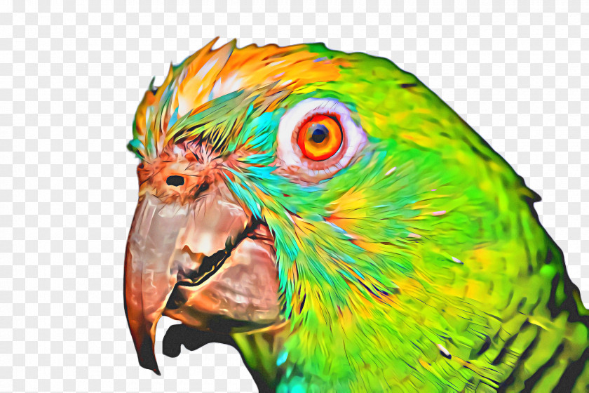 Wildlife Wing Bird Parrot PNG