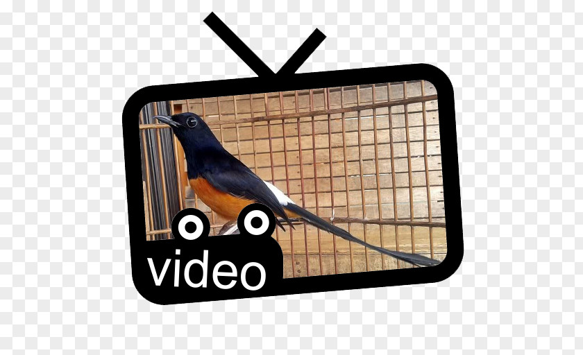 Bird White-rumped Shama Magpie-robins YouTube Beak PNG