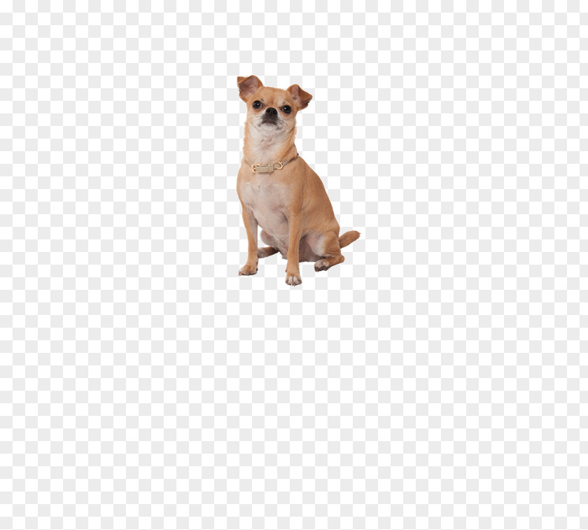 Puppy Chihuahua Dog Breed Companion Toy PNG