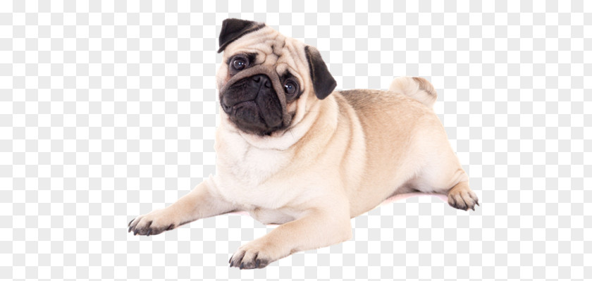 Puppy Pug Boxer Pet Sitting PNG