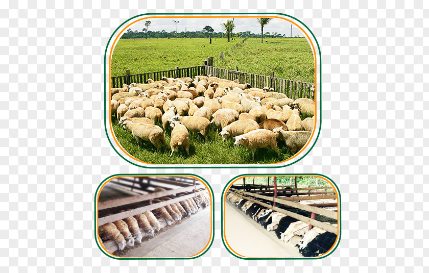 Sheep Acre Market Solution Customer PNG